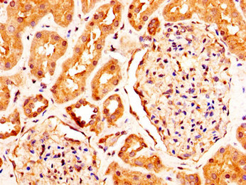 RXFP2 / LGR8 Antibody - Immunohistochemistry image at a dilution of 1:290 and staining in paraffin-embedded human kidney tissue performed on a Leica BondTM system. After dewaxing and hydration, antigen retrieval was mediated by high pressure in a citrate buffer (pH 6.0) . Section was blocked with 10% normal goat serum 30min at RT. Then primary antibody (1% BSA) was incubated at 4 °C overnight. The primary is detected by a biotinylated secondary antibody and visualized using an HRP conjugated SP system.