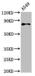 RXFP2 / LGR8 Antibody - Positive Western Blot detected in A549 whole cell lysate. All lanes: RXFP2 antibody at 4.6 µg/ml Secondary Goat polyclonal to rabbit IgG at 1/50000 dilution. Predicted band size: 87, 85 KDa. Observed band size: 87 KDa