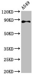 RXFP2 / LGR8 Antibody - Western Blot Positive WB detected in: A549 whole cell lysate All lanes: RXFP2 antibody at 4.6µg/ml Secondary Goat polyclonal to rabbit IgG at 1/50000 dilution Predicted band size: 87, 84 kDa Observed band size: 87 kDa