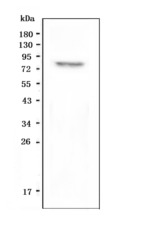 RXFP2 / LGR8 Antibody - Western blot analysis of GPCR LGR8 using anti-GPCR LGR8 antibody. Electrophoresis was performed on a 5-20% SDS-PAGE gel at 70V (Stacking gel) / 90V (Resolving gel) for 2-3 hours. The sample well of each lane was loaded with 50ug of sample under reducing conditions. Lane 1: human SHG-44 whole cell lysate. After Electrophoresis, proteins were transferred to a Nitrocellulose membrane at 150mA for 50-90 minutes. Blocked the membrane with 5% Non-fat Milk/ TBS for 1.5 hour at RT. The membrane was incubated with rabbit anti-GPCR LGR8 antigen affinity purified polyclonal antibody at 0.5 µg/mL overnight at 4°C, then washed with TBS-0.1% Tween 3 times with 5 minutes each and probed with a goat anti-rabbit IgG-HRP secondary antibody at a dilution of 1:10000 for 1.5 hour at RT. The signal is developed using an Enhanced Chemiluminescent detection (ECL) kit with Tanon 5200 system. A specific band was detected for GPCR LGR8 at approximately 86KD. The expected band size for GPCR LGR8 is at 86KD.
