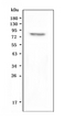 RXFP2 / LGR8 Antibody - Western blot analysis of GPCR LGR8 using anti-GPCR LGR8 antibody. Electrophoresis was performed on a 5-20% SDS-PAGE gel at 70V (Stacking gel) / 90V (Resolving gel) for 2-3 hours. The sample well of each lane was loaded with 50ug of sample under reducing conditions. Lane 1: human SHG-44 whole cell lysate. After Electrophoresis, proteins were transferred to a Nitrocellulose membrane at 150mA for 50-90 minutes. Blocked the membrane with 5% Non-fat Milk/ TBS for 1.5 hour at RT. The membrane was incubated with rabbit anti-GPCR LGR8 antigen affinity purified polyclonal antibody at 0.5 µg/mL overnight at 4°C, then washed with TBS-0.1% Tween 3 times with 5 minutes each and probed with a goat anti-rabbit IgG-HRP secondary antibody at a dilution of 1:10000 for 1.5 hour at RT. The signal is developed using an Enhanced Chemiluminescent detection (ECL) kit with Tanon 5200 system. A specific band was detected for GPCR LGR8 at approximately 86KD. The expected band size for GPCR LGR8 is at 86KD.