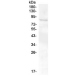 RXFP2 / LGR8 Antibody - Western blot testing of human SHG-44 cell lysate with RXFP2 antibody at 0.5ug/ml. Predicted molecualr weight ~86 kDa.