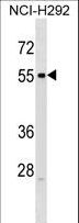 RXFP3 Antibody - RXFP3 Antibody western blot of NCI-H292 cell line lysates (35 ug/lane). The RXFP3 antibody detected the RXFP3 protein (arrow).