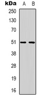 RXFP3 Antibody - Western blot analysis of GPCR135 expression in SKNSH (A); K562 (B) whole cell lysates.