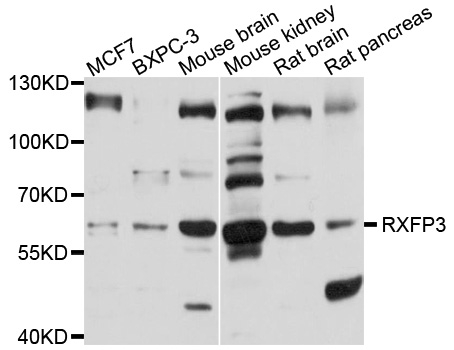 RXFP3 Antibody - Western blot analysis of extracts of various cell lines, using RXFP3 antibody at 1:1000 dilution. The secondary antibody used was an HRP Goat Anti-Rabbit IgG (H+L) at 1:10000 dilution. Lysates were loaded 25ug per lane and 3% nonfat dry milk in TBST was used for blocking. An ECL Kit was used for detection and the exposure time was 20s.