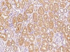 RXFP3 Antibody - Immunochemical staining of human RXFP3 in human kidney with rabbit polyclonal antibody at 1:100 dilution, formalin-fixed paraffin embedded sections.