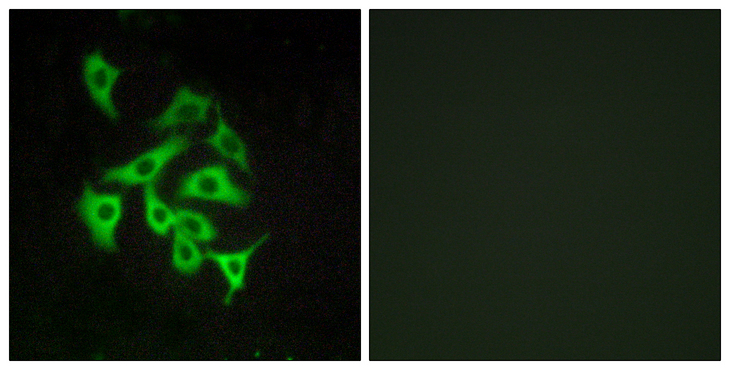 RXFP4 / GPR100 Antibody - Immunofluorescence analysis of A549 cells, using GPR100 Antibody. The picture on the right is blocked with the synthesized peptide.