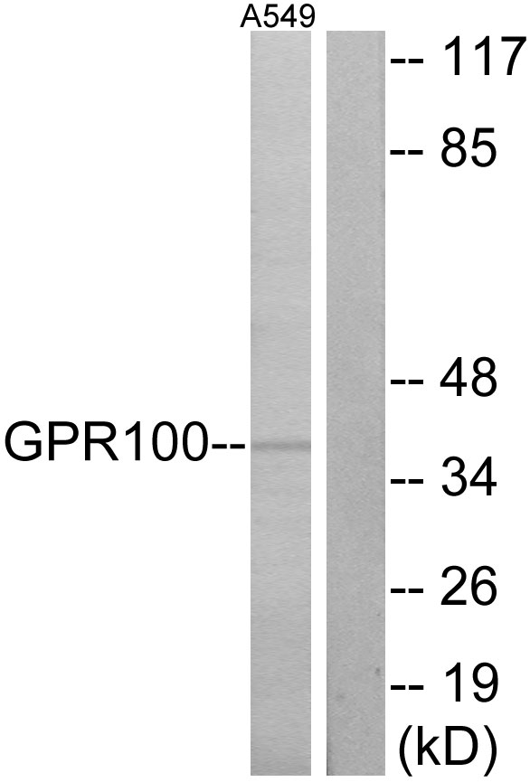 RXFP4 / GPR100 Antibody - Western blot analysis of lysates from A549 cells, using GPR100 Antibody. The lane on the right is blocked with the synthesized peptide.