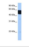 RXRB Antibody - Brain cell lysate. Antibody concentration: 0.5 ug/ml. Gel concentration: 12%.  This image was taken for the unconjugated form of this product. Other forms have not been tested.
