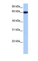 RXRB Antibody - Placenta lysate. Antibody concentration: 1.0 ug/ml. Gel concentration: 12%.  This image was taken for the unconjugated form of this product. Other forms have not been tested.