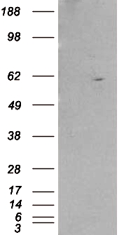 RXRB Antibody - HEK293 overexpressing RXRB (RC200516) and probed with (mock transfection in first lane).