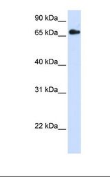 RXRB Antibody - Transfected 293T cell lysate. Antibody concentration: 1.0 ug/ml. Gel concentration: 12%.  This image was taken for the unconjugated form of this product. Other forms have not been tested.