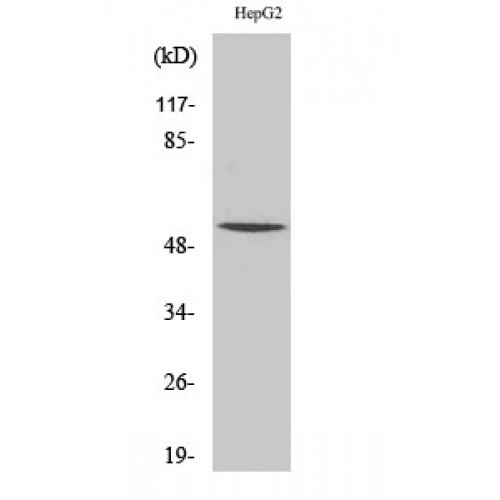 RXRG Antibody - Western blot of RXR gamma antibody