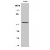 RXRG Antibody - Western blot of RXR gamma antibody