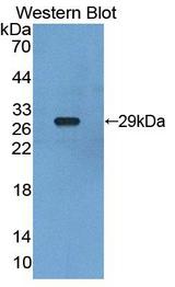 RXRG Antibody - Western blot of RXRG antibody.