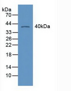 RXRG Antibody - Western Blot; Sample: Mouse Heart Tissue.