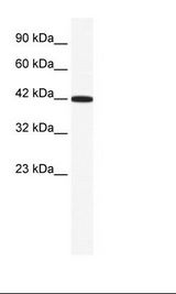 RXRG Antibody - HepG2 Cell Lysate.  This image was taken for the unconjugated form of this product. Other forms have not been tested.