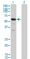 RXRG Antibody - Western Blot analysis of RXRG expression in transfected 293T cell line by RXRG monoclonal antibody (M01), clone 6H1.Lane 1: RXRG transfected lysate(50.871 KDa).Lane 2: Non-transfected lysate.