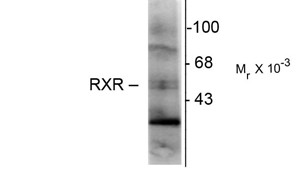 RXRG Antibody - Western blot of hippocampal lysate showing immunolabeling of the ~48k RXR-y isotype.