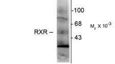 RXRG Antibody - Western blot of hippocampal lysate showing immunolabeling of the ~48k RXR-y isotype.