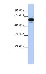RXTA / RXR-Alpha Antibody - Transfected 293T cell lysate. Antibody concentration: 1.0 ug/ml. Gel concentration: 12%.  This image was taken for the unconjugated form of this product. Other forms have not been tested.