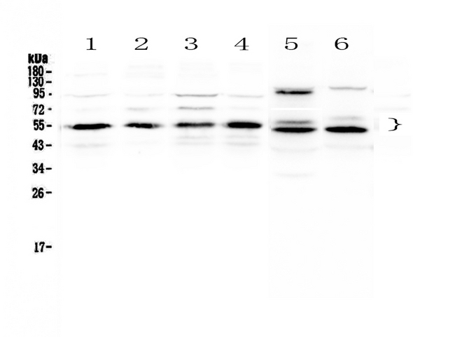 RXTA / RXR-Alpha Antibody - Western blot - Anti-RXRA/Rxr Alpha Picoband antibody