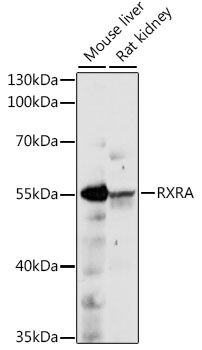 RXTA / RXR-Alpha Antibody - Western blot analysis of extracts of various cell lines, using RXRA antibody at 1:1000 dilution. The secondary antibody used was an HRP Goat Anti-Rabbit IgG (H+L) at 1:10000 dilution. Lysates were loaded 25ug per lane and 3% nonfat dry milk in TBST was used for blocking. An ECL Kit was used for detection and the exposure time was 90s.