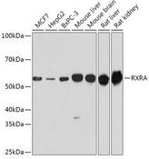 RXTA / RXR-Alpha Antibody - Western blot analysis of extracts of various cell lines using RXRA Polyclonal Antibody at dilution of 1:1000.