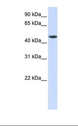 RXTA / RXR-Alpha Antibody - HepG2 cell lysate. Antibody concentration: 1.0 ug/ml. Gel concentration: 12%.  This image was taken for the unconjugated form of this product. Other forms have not been tested.