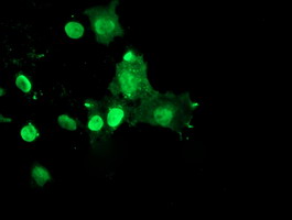 RYBP Antibody - Anti-RYBP mouse monoclonal antibody immunofluorescent staining of COS7 cells transiently transfected by pCMV6-ENTRY RYBP.