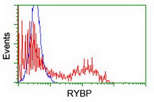 RYBP Antibody - HEK293T cells transfected with either overexpress plasmid (Red) or empty vector control plasmid (Blue) were immunostained by anti-RYBP antibody, and then analyzed by flow cytometry.