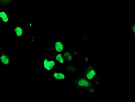 RYBP Antibody - Anti-RYBP mouse monoclonal antibody immunofluorescent staining of COS7 cells transiently transfected by pCMV6-ENTRY RYBP.