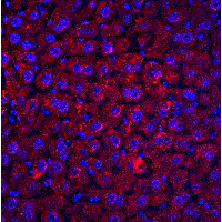 RYBP Antibody - Immunofluorescence of DEDAF in mouse liver tissue with DEDAF antibody at 20 µg/ml.