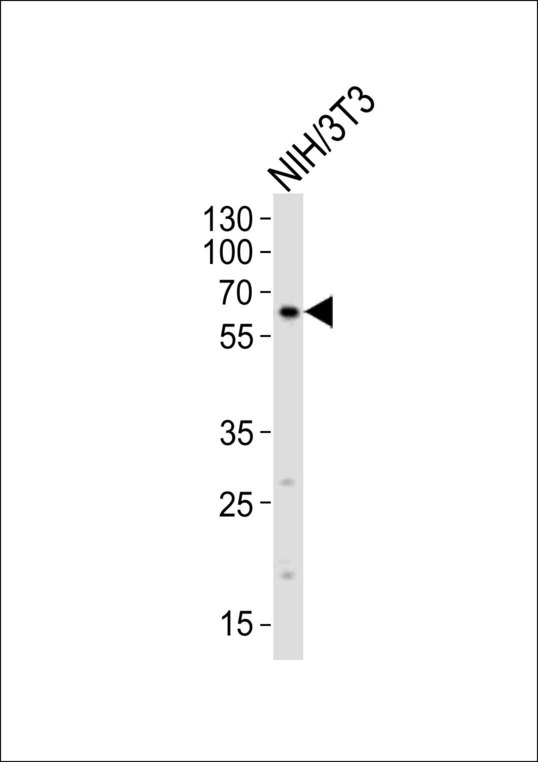 RYK Antibody - Western blot of lysate from mouse NIH/3T3 cell line, using RYK Antibody (N175). Antibody was diluted at 1:1000. A goat anti-rabbit IgG H&L (HRP) at 1:10000 dilution was used as the secondary antibody. Lysate at 20ug.