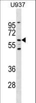 RYK Antibody - Mouse Ryk Antibody western blot of U937 cell line lysates (35 ug/lane). The Ryk antibody detected the Ryk protein (arrow).