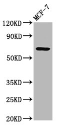 RYK Antibody - Western Blot Positive WB detected in: MCF-7 whole cell lysate All Lanes: RYK antibody at 3.3µg/ml Secondary Goat polyclonal to rabbit IgG at 1/50000 dilution Predicted band size: 68 KDa Observed band size: 68 KDa