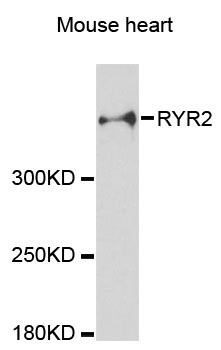 RYR2 / Ryanodine Receptor 2 Antibody - Western blot analysis of extracts of mouse heart, using RYR2 antibody at 1:3000 dilution. The secondary antibody used was an HRP Goat Anti-Rabbit IgG (H+L) at 1:10000 dilution. Lysates were loaded 25ug per lane and 3% nonfat dry milk in TBST was used for blocking. An ECL Kit was used for detection and the exposure time was 90s.