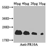 S-norcoclaurine synthase 2 (PR10A) Antibody - Western Blot Positive WB detected in: Coptis japonica (40µg, 20µg, 10µg, 5µg) All lanes: PR10A antibody at 3.4µg/ml Secondary Goat polyclonal to rabbit IgG at 1/50000 dilution Predicted band size: 22 kDa Observed band size: 22 kDa