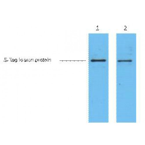S-Tag Antibody - Western blot of S-Tag antibody