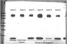 S. aureus Delta Hemolysin Antibody - WB of Delta Hemolysin antibody. Lane 1 is a wild type S. aureus strain. Lane 2 is an isogenic delta toxin mutant. Lanes 3-6 represent various S. aureus clinical isolates. The low MW band is delta toxin (absent in the mutant) and the higher MW band is protein A.