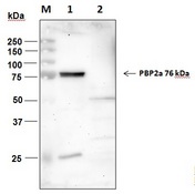 S. aureus MRSA Strain Antibody - Western Blot: First Antibody: 1µg/ml (Mouse anti-PBP2a (1X1000); Second Antibody: 5000X (HRP-Goat Anti-Mouse IgG) M: Protein Marker Lane 1: Recombinant PBP2a 1µg Lane 2: MSSA lysate 15µl