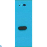 S1 Tag Antibody - Western Blot (WB) analysis of Recombinant S1-Tag Protein with S1-Tag Mouse Monoclonal Antibody diluted at 1:5,000.