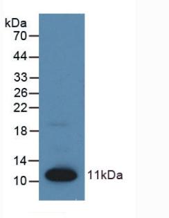 S100A1 / S100-A1 Antibody - Western Blot; Sample: Recombinant S100, Human.
