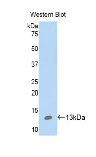 S100A10 Antibody - Western blot of recombinant S100A10.  This image was taken for the unconjugated form of this product. Other forms have not been tested.
