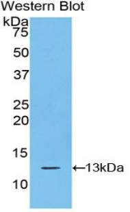 S100A10 Antibody - Western blot of recombinant S100A10.  This image was taken for the unconjugated form of this product. Other forms have not been tested.