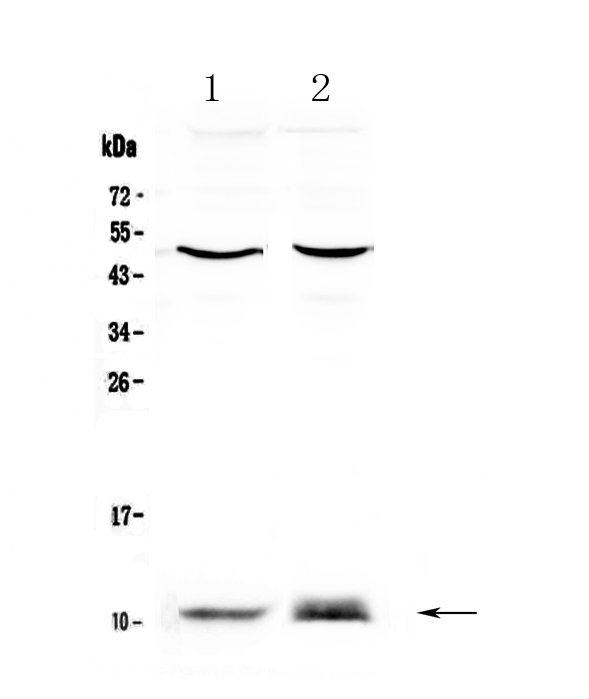 S100A10 Antibody - Western blot - Anti-S100A10 Picoband antibody
