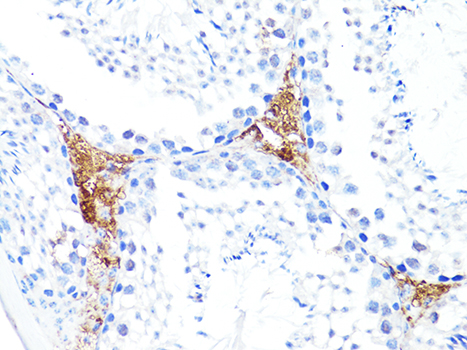 S100A10 Antibody - Immunohistochemistry of paraffin-embedded mouse testis using S100A10 antibody at dilution of 1:100 (40x lens).