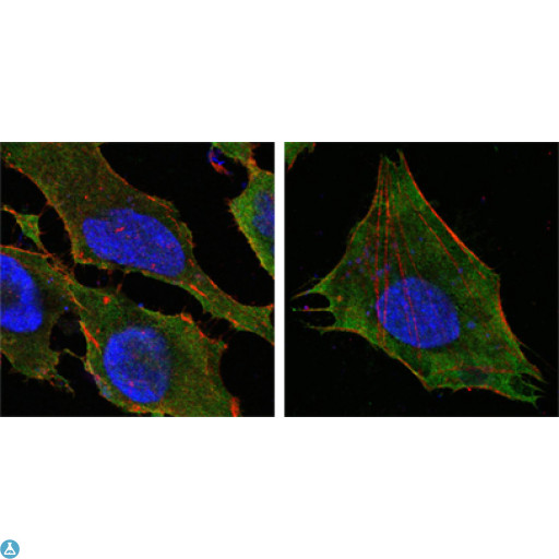 S100A10 Antibody - Confocal Immunofluorescence (IF) analysis of HeLa (left) and L-02 (right) cells using S-100A10 Monoclonal Antibody (green). Red: Actin filaments have been labeled with DY-554 phalloidin. Blue: DRAQ5 fluorescent DNA dye.