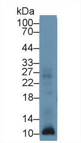 S100A12 Antibody - Western Blot; Sample: Human Leukocyte lysate; Primary Ab: 1µg/ml Rabbit Anti-Human S100A12 Antibody Second Ab: 0.2µg/mL HRP-Linked Caprine Anti-Rabbit IgG Polyclonal Antibody
