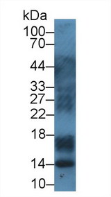S100A12 Antibody - Western Blot; Sample: Porcine Lymph node lysate; Primary Ab: 1µg/ml Rabbit Anti-Bovine S100A12 Antibody Second Ab: 0.2µg/mL HRP-Linked Caprine Anti-Rabbit IgG Polyclonal Antibody